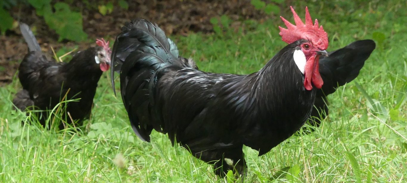 Krüper schwarz